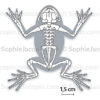 Squelette-grenouille-5687