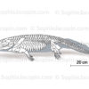 Squelette-ichtyostega-5690