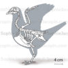 Squelette-pigeon-5686