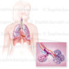 Illustration-médicale-Poumons