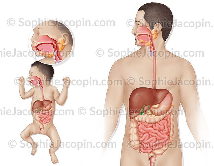 Illustration medicale_Système digestif nourrisson-adulte