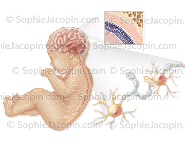 Illustration medicale_Système nerveux du nourrisson