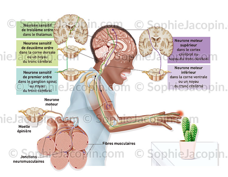Système nerveux périphérique - Pédiatrie