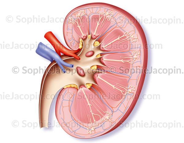Représentation des structures du rein et de l''uretère gauche, et position dans le rein de plusieurs néphrons (taille agrandie dans le rein). - © sophie jacopin