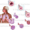 maladies pulmonaires - illustration médicale © sophie jacopin