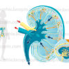 physiologie du rein, filtre, producteur d'hormones- illustration médicale © sophie jacopin