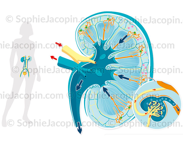 Physiologie rein physiologie du rein, filtre, producteur d'hormones- illustration médicale © sophie jacopin