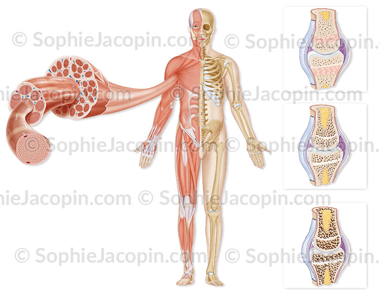 Illustration medicale_Système musculo-squelettique