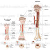 développement de l'os-illustration médicale-© sophie jacopin