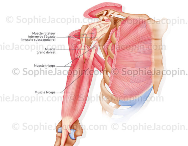 muscles-epaule-illustration médicale-© sophie jacopin