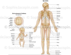 squelette nouveau né-adulte-illustration médicale-© sophie jacopin