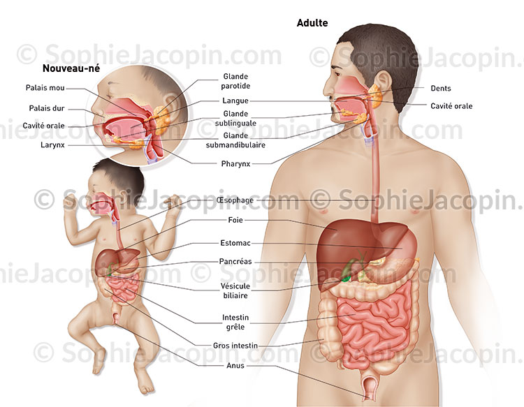 Systeme Digestif Nouveau Ne Adulte Illustration Medicale Com Sophie Jacopin