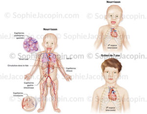 système circulatoire-illustration médicale-© sophie jacopin