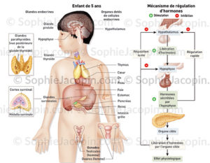 système endocrinien enfant-illustration médicale-© sophie jacopin