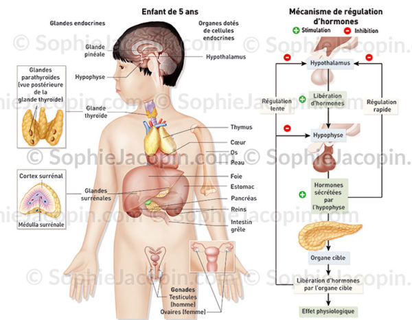 système endocrinien enfant-illustration médicale-© sophie jacopin