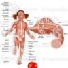 système musculaire enfant-illustration médicale-© sophie jacopin