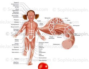 système musculaire enfant-illustration médicale-© sophie jacopin