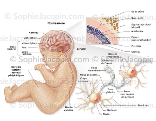 système nerveux nouveau né-illustration médicale-© sophie jacopin
