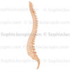 colonne vertebrale profil - © sophie jacopin