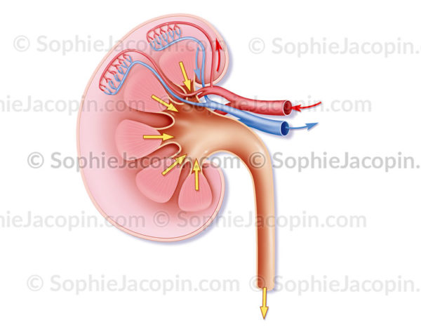 rein et son anatomie, illustration médicale qui explique l'évacuation de l'urine par les reins - © sophie jacopin