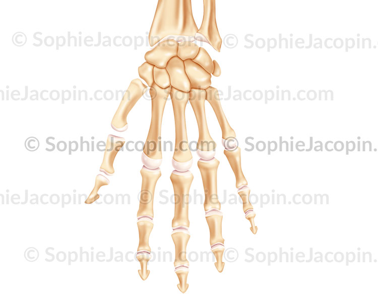 À gauche, vue dorsale du squelette de la main : les quatre derniers