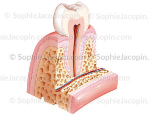 anatomie dent saine - sophie jacopin