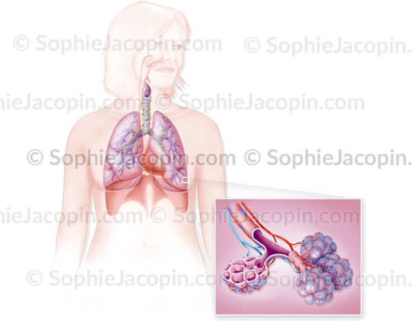 appareil respiratoire alvéoles pulmonaires - © sophie jacopin