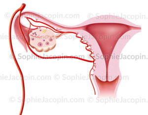 artère uterine-artère ovarienne - © sophie jacopin