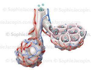 aspergillose invasive diffuse - © sophie jacopin