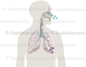 infection aspergillus - © sophie jacopin