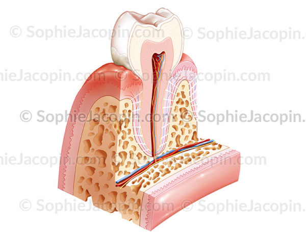 maladie parodontale gingivite - © sophie jacopin
