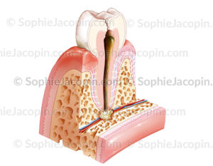 pathologies bucco-dentaire - © sophie jacopin