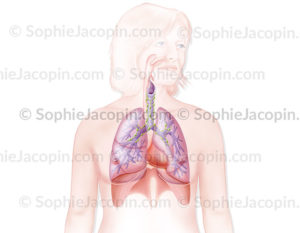 système pulmonaire - © sophie jacopin