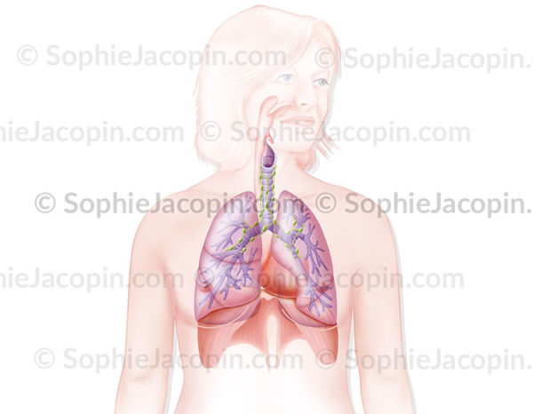 système pulmonaire - © sophie jacopin