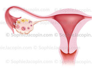 utérus ovaire ovulation - © sophie jacopin
