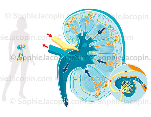 Anatomie et physiologie rénale, système urinaire, rein, glomérule - © Sophie Jacopin