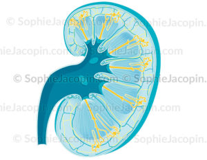 Anatomie de rein et des néphrons avec structure de rein en coupe - © Sophie Jacopin