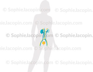 Appareil urinaire féminin, anatomie du système urinaire, reins, surrénales, uretères, veine et artère rénale - © Sophie Jacopin