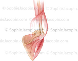 Muscles de l'articulation de l'épaule, coiffe des rotateurs vue postérieure - © Sophie Jacopin
