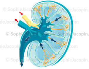 Anatomie du rein et sa physiologie, filtration et production de l'urine - © Sophie Jacopin