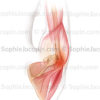 Tendinite de l'épaule, tendinopathie, pathologie tendineuse - © Sophie Jacopin