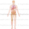 Organes et anatomie chez l'homme, squelette, système lymphatique pelvien - © sophie jacopin