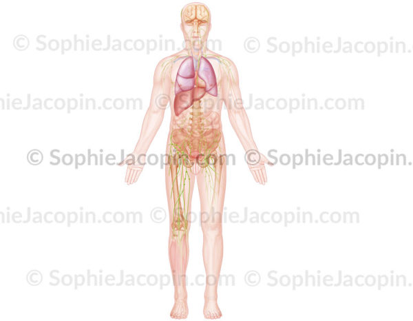 Organes et anatomie chez l'homme, squelette, système lymphatique pelvien - © sophie jacopin