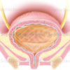 Anatomie de la vessie pleine en coupe frontale chez la femme. © sophie jacopin