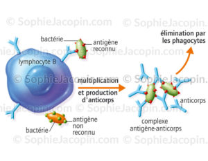 Lymphocyte B et anticorps, le complexe antigène-anticorps - c sophie jacopin