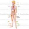 Organes du système immunitaire, formation des cellules immunitaires et organes de stockage - © sophie jacopin
