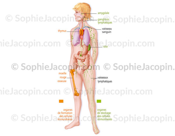 Organes du système immunitaire, formation des cellules immunitaires et organes de stockage - © sophie jacopin