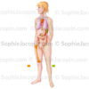 Organes lymphoïdes primaires et secondaires du système immunitaire - © sophie jacopin