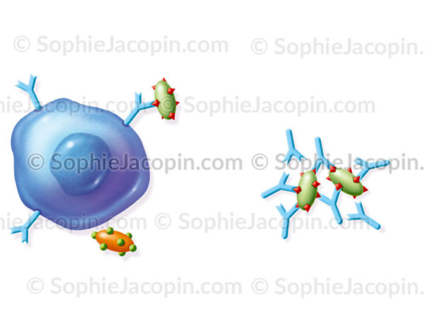 Reconnaissance spécifique d'un antigène par un lymphocyte B et fabrication des anticorps - © sophie jacopin