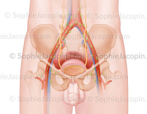 Anatomie de la vessie chez l’homme et ses rapports dans la cavité pelvienne. © sophie jacopin
